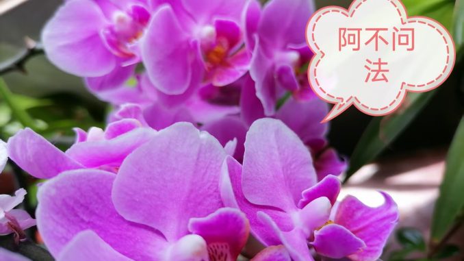 阿不问法